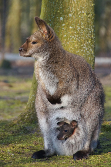 DSC00710 Bennettwallaby met jong
