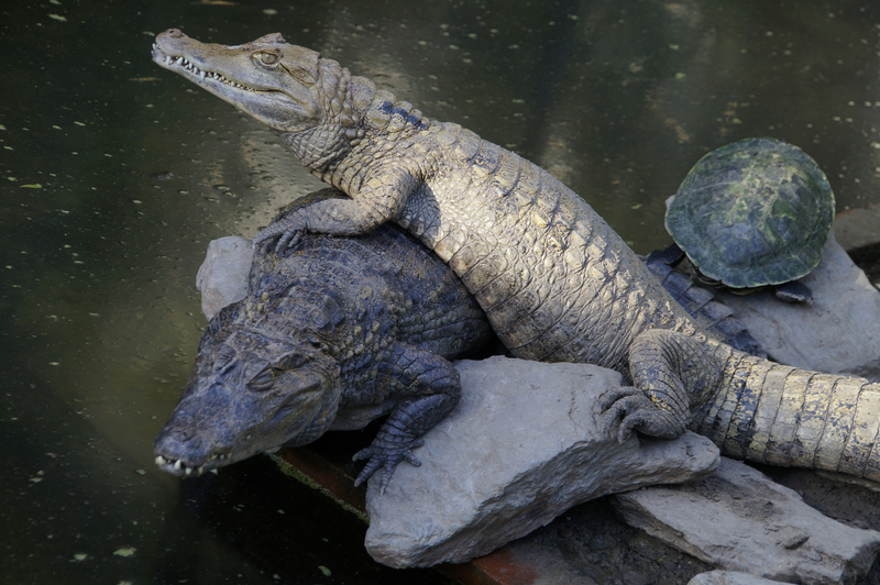 _DSC9490 Brilkaaimannen