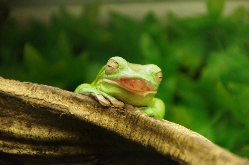 DSC07276 Witlipboomkikker