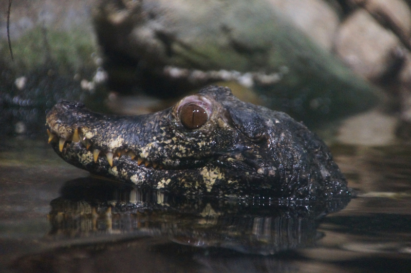 DSC05835 Dwergkaaiman