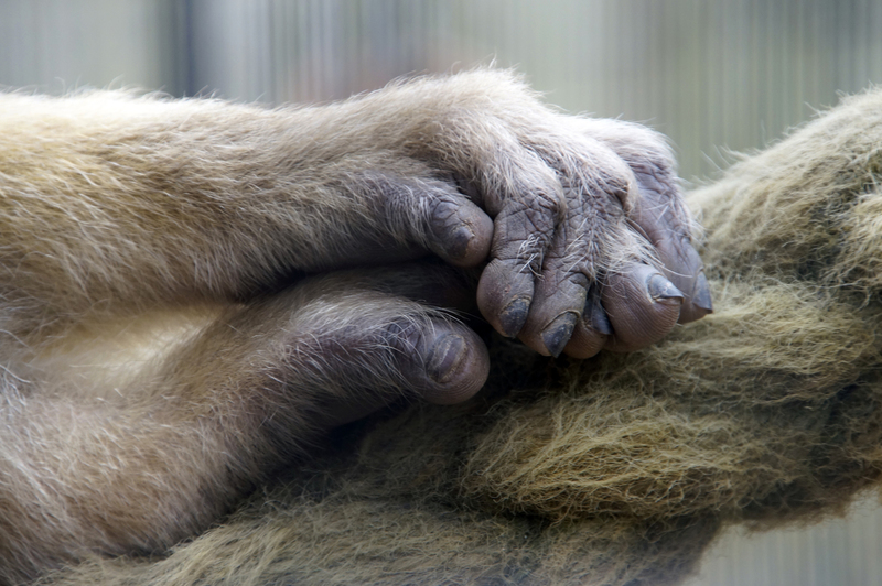 _DSC8848 Berberaaphandjes