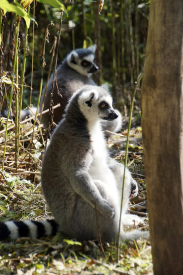 _DSC8905 Ringstaartmaki's