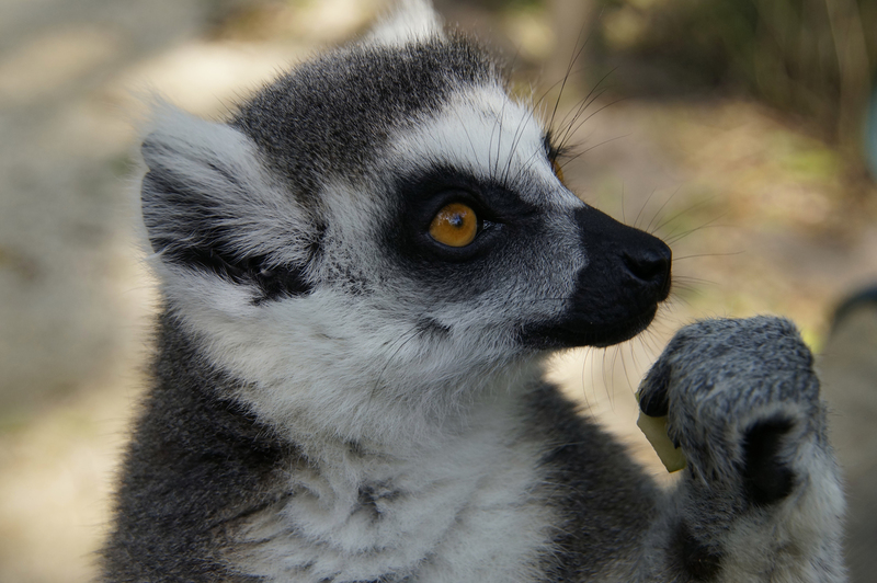 _DSC8940 Ringstaartmaki