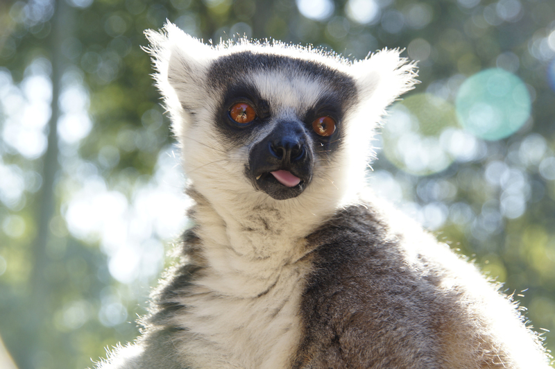 _DSC9441 Ringstaartmaki