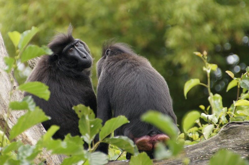 _DSC7791 Kuifmakaken