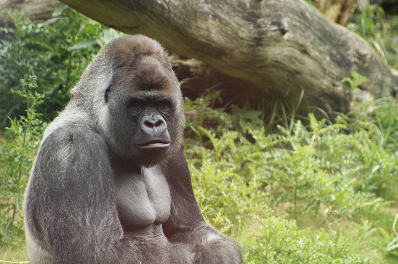 _DSC7887 Gorilla