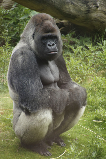 _DSC7885 Gorilla
