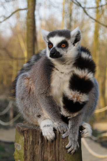 DSC01157 Ringstaartmaki