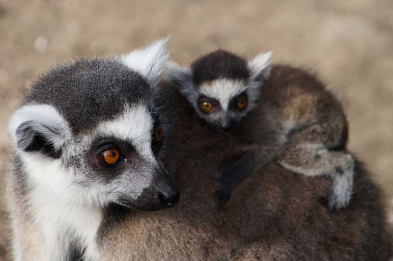 DSC01519 Ringstaartmaki met jonkie