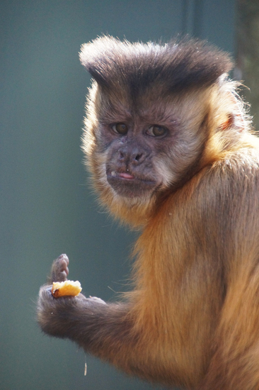DSC01976 Bruine kapucijnaap