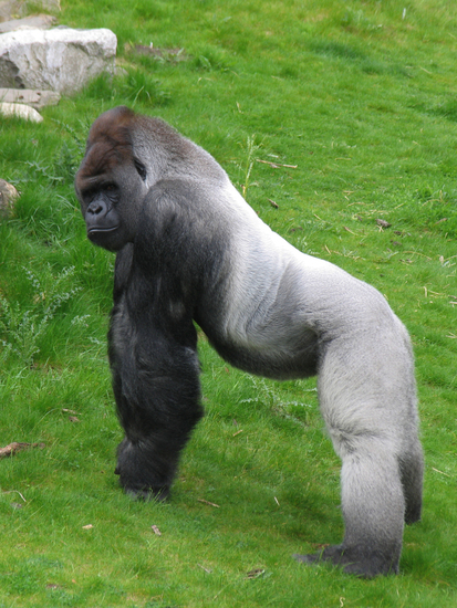 IMG_7628 Gorilla
