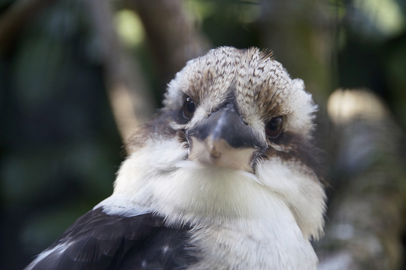_DSC9891 Gewone Kookaburra ofwel Lachvogel