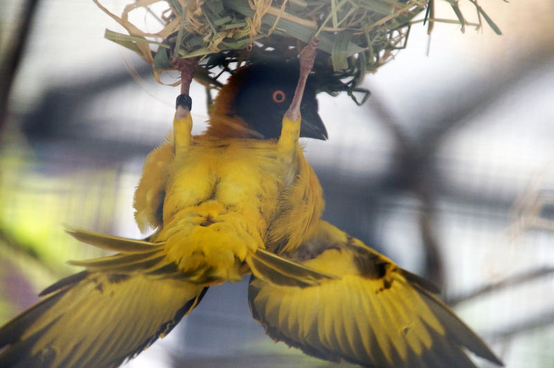DSC05266 Grote Textorwever