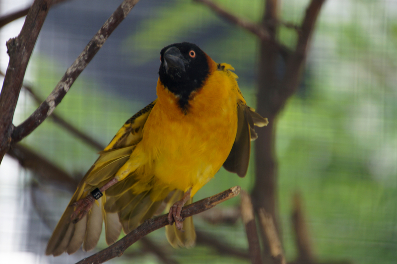 DSC05234 Grote Textorwever