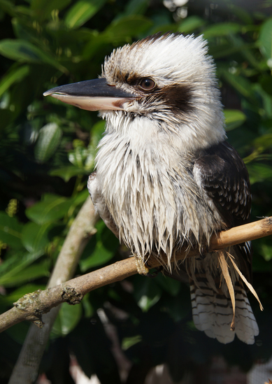 DSC01756 Gewone Kookaburra ofwel Lachvogel