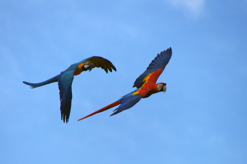 DSC05399 Ararauna en een Macao