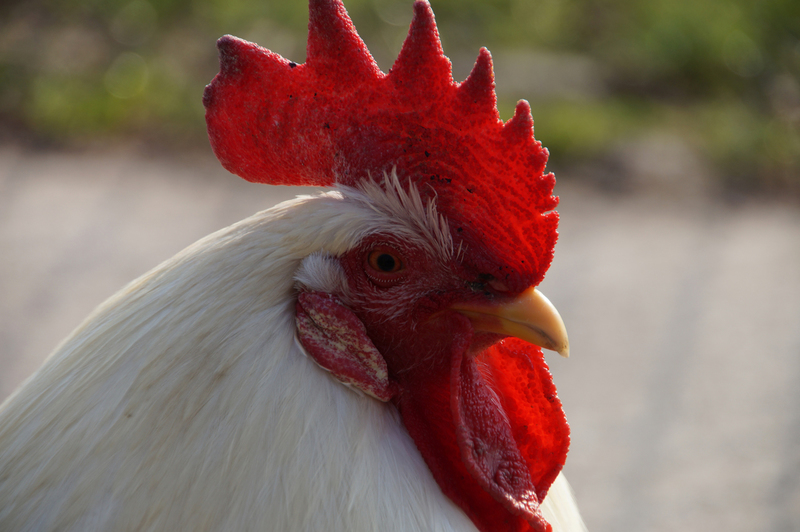 DSC09041 Leghorn haan