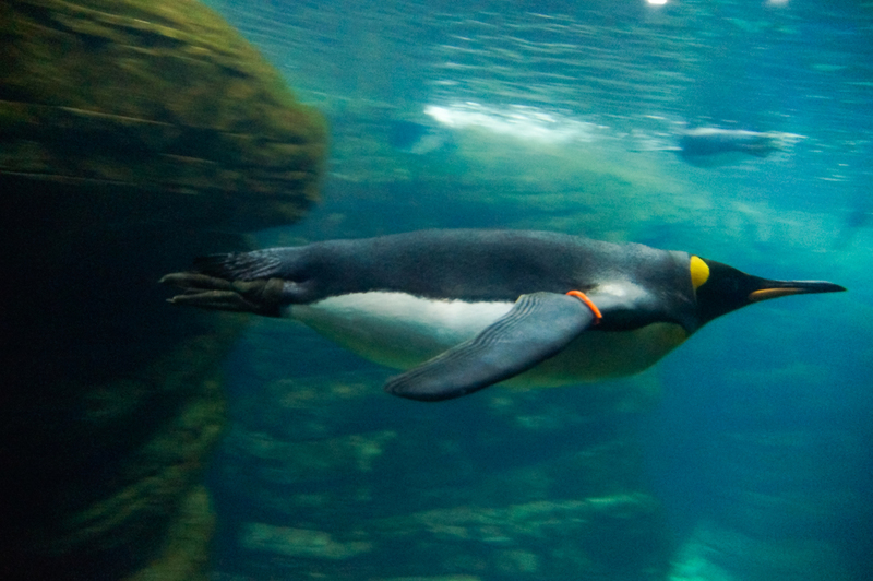 _DSC7616 Keizerspinguïn