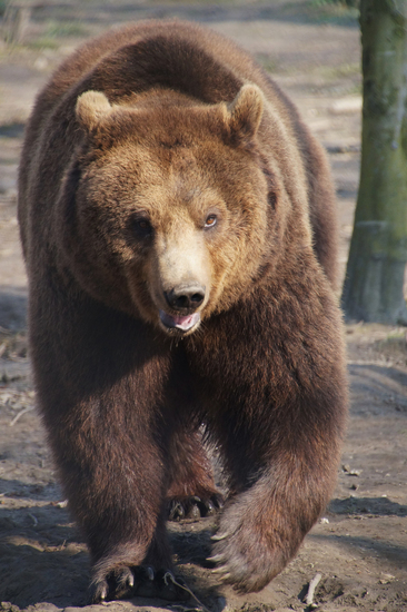 DSC09086 Bruine beer