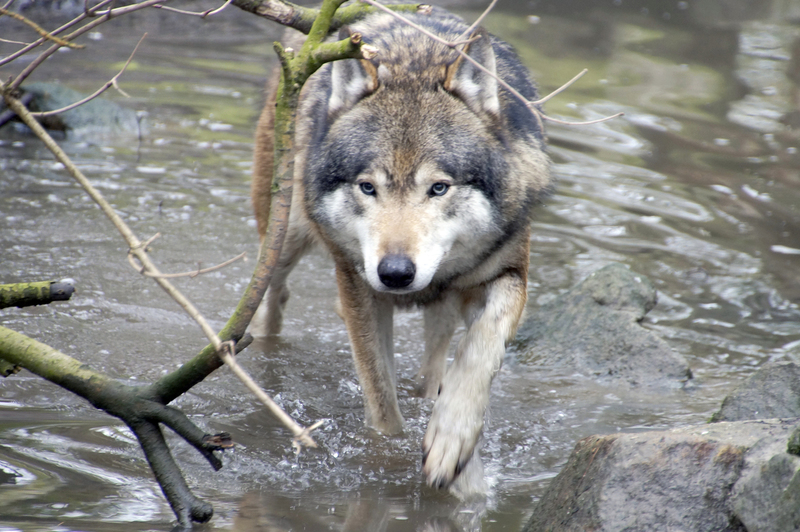 _DSC6722 Europese wolf