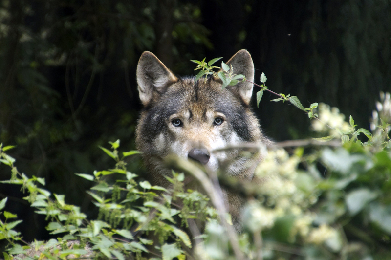 _DSC7464 Europese wolf