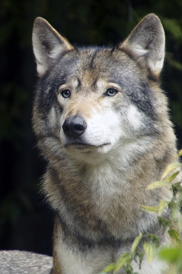 _DSC7492 Europese wolf