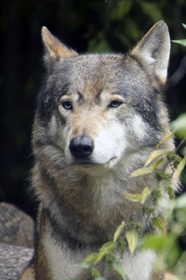 _DSC7494 Europese wolf