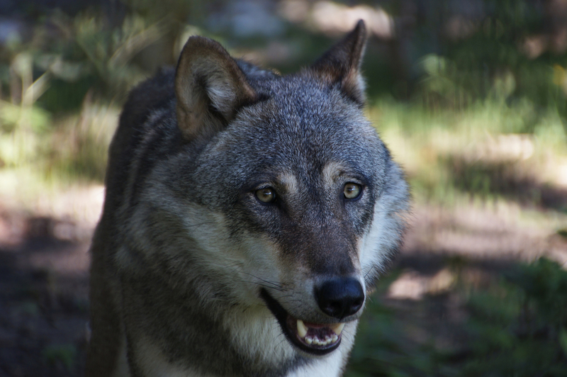 _DSC8446 Europese wolf