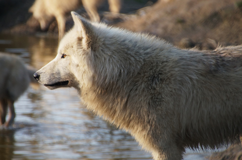 DSC00757 Hudson Bay Wolf
