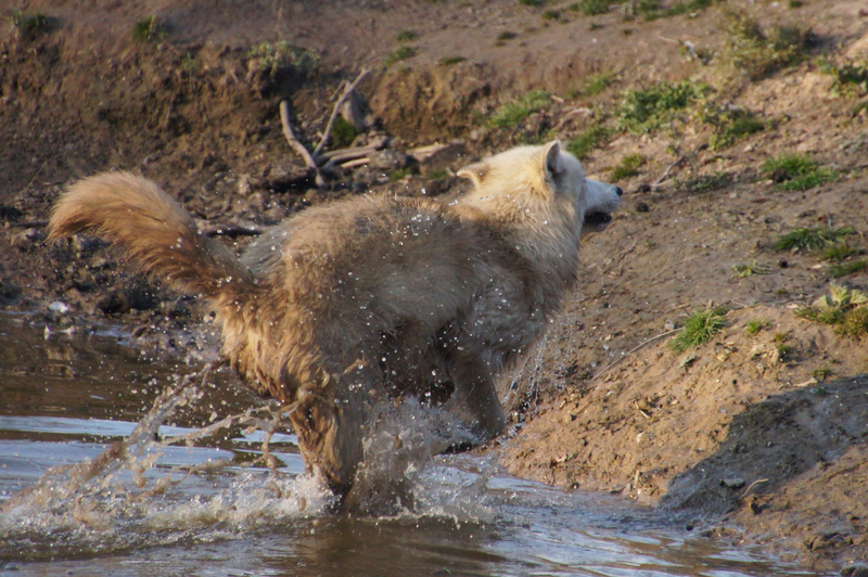 DSC00903 Hudson Bay Wolf