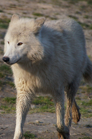DSC00934 Hudson Bay Wolf