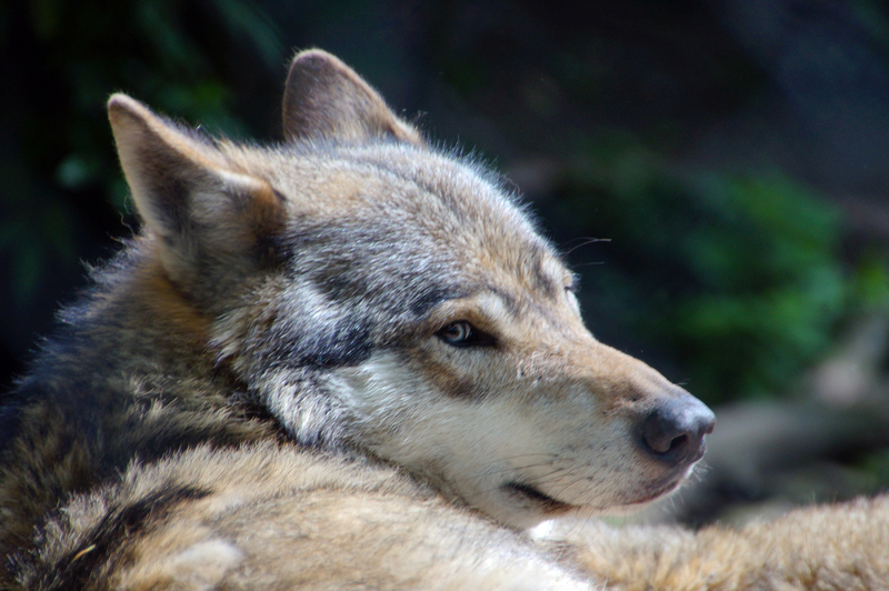 DSC09544 Europese wolf