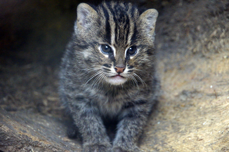 _DSC6844 Vissende kat (kitten)