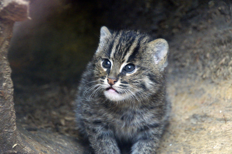 _DSC6873 Vissende kat (kitten)
