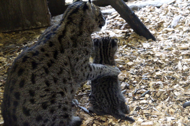 _DSC6967 Vissende kat (moeder met jong)