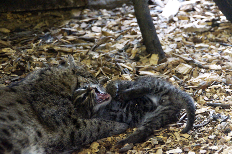 _DSC7098 Vissende kat (moeder met jong)