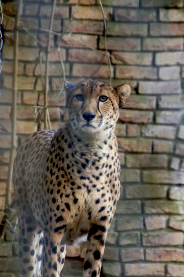 _DSC1154 Jachtluipaard