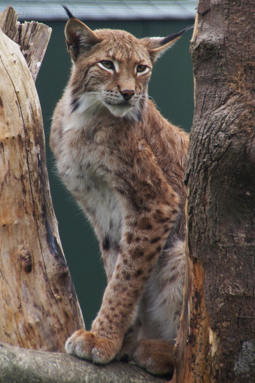 DSC03513 Euraziatische Lynx