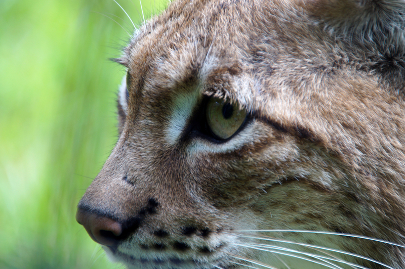 DSC03526 Euraziatische Lynx