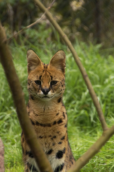 _DSC7981 Serval