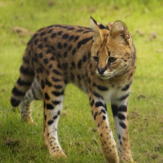 _DSC8003 Serval