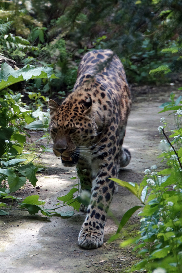 DSC09956 Amoerpanter