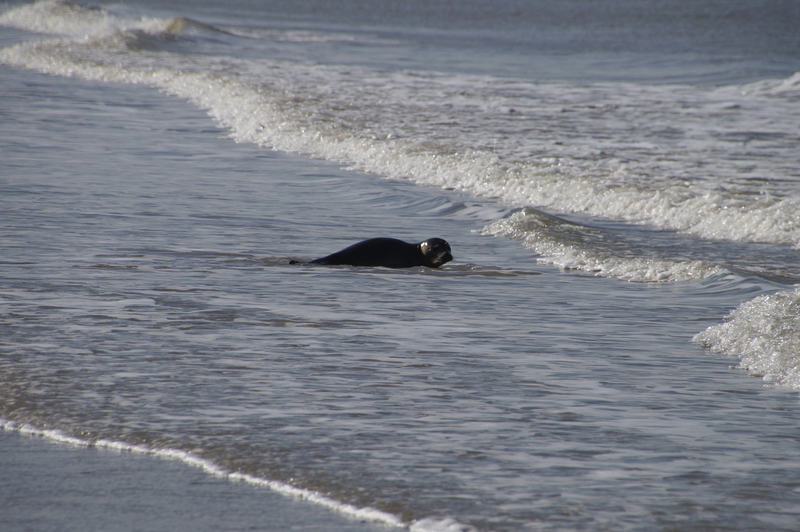 _DSC8109 Wijk aan Zee