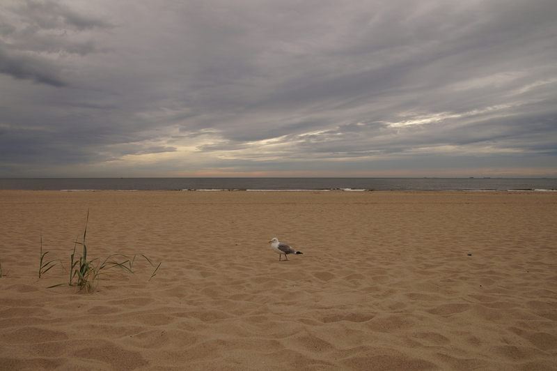 DSC04351 Rotterdam - Maasvlakte 2
