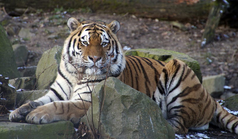 _DSC6338 Siberische tijger