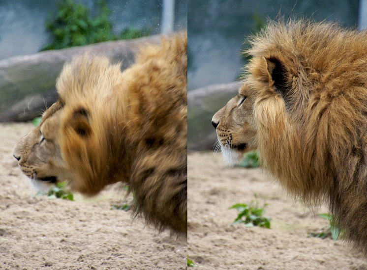 DSC0355152 Afrikaanse leeuw