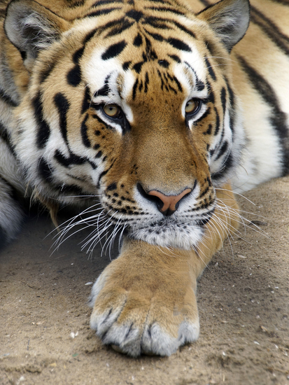 _DSC3287 Siberische tijger