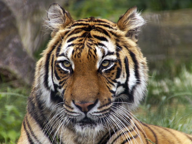 _DSC9084 Bengaalse tijger