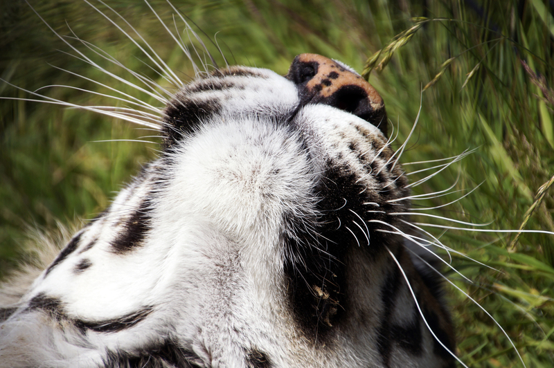 _DSC0165 Bengaalse tijger neus