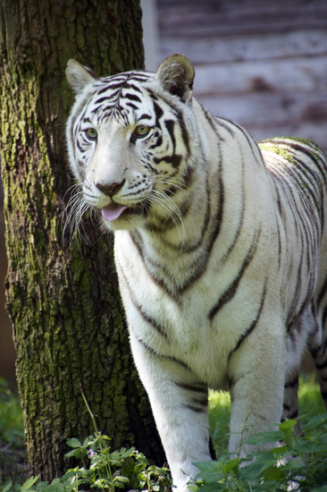 _DSC4455 Bengaalse witte tijger